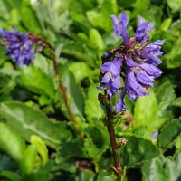 Wulfenia carinthiaca